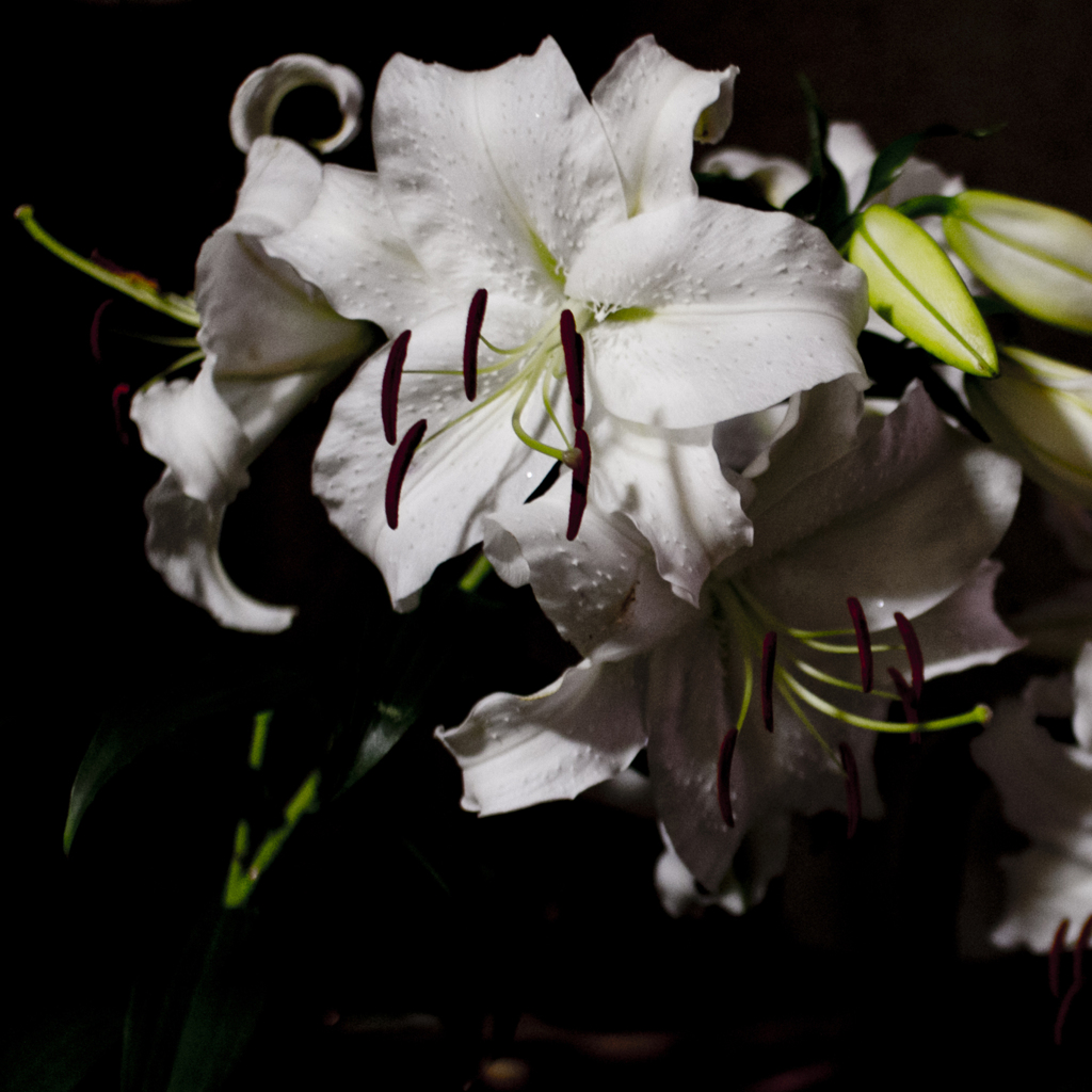 Lilium Casa Branca