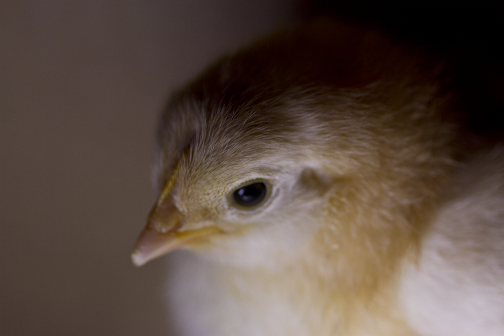 鳥撮ってみた。