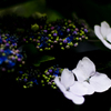 JEWELS