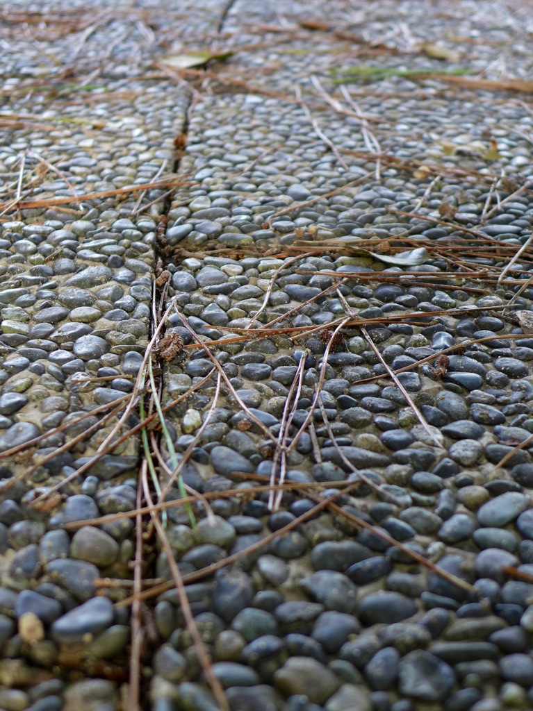 荒子川公園にて1