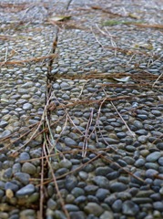 荒子川公園にて1