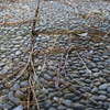 荒子川公園にて1