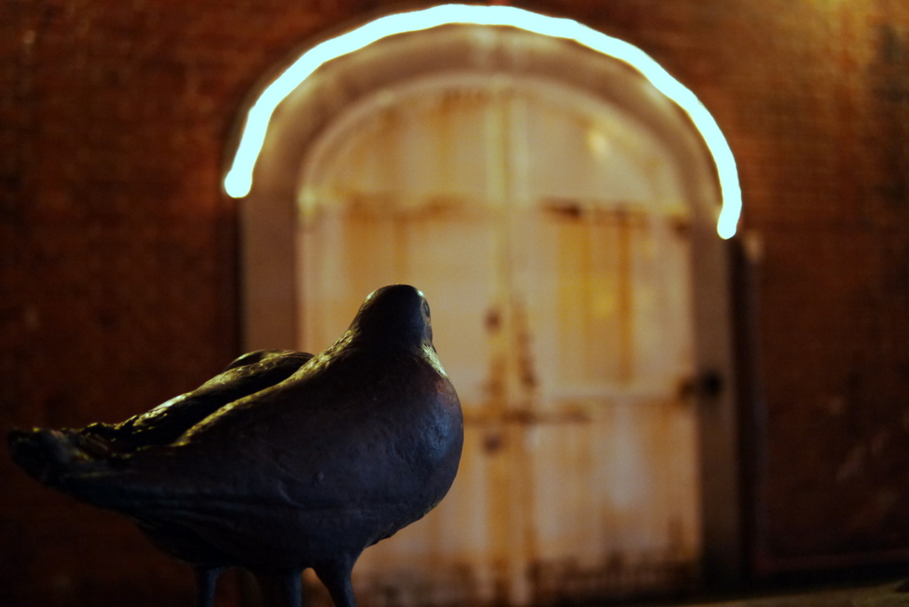 doves