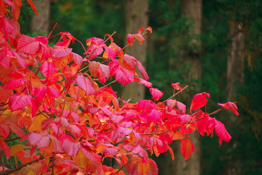 ここだけ紅色