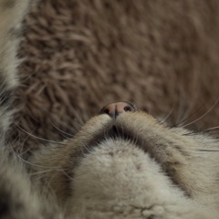 梅ちゃんです。