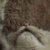梅ちゃんです。