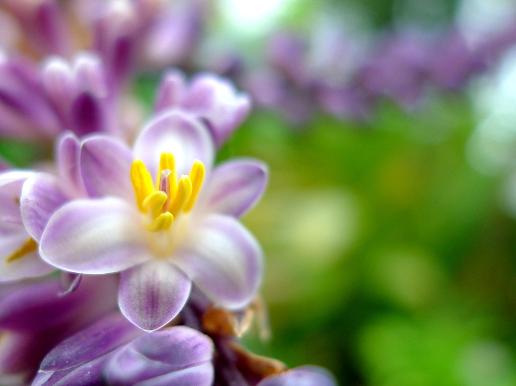 Flower_6