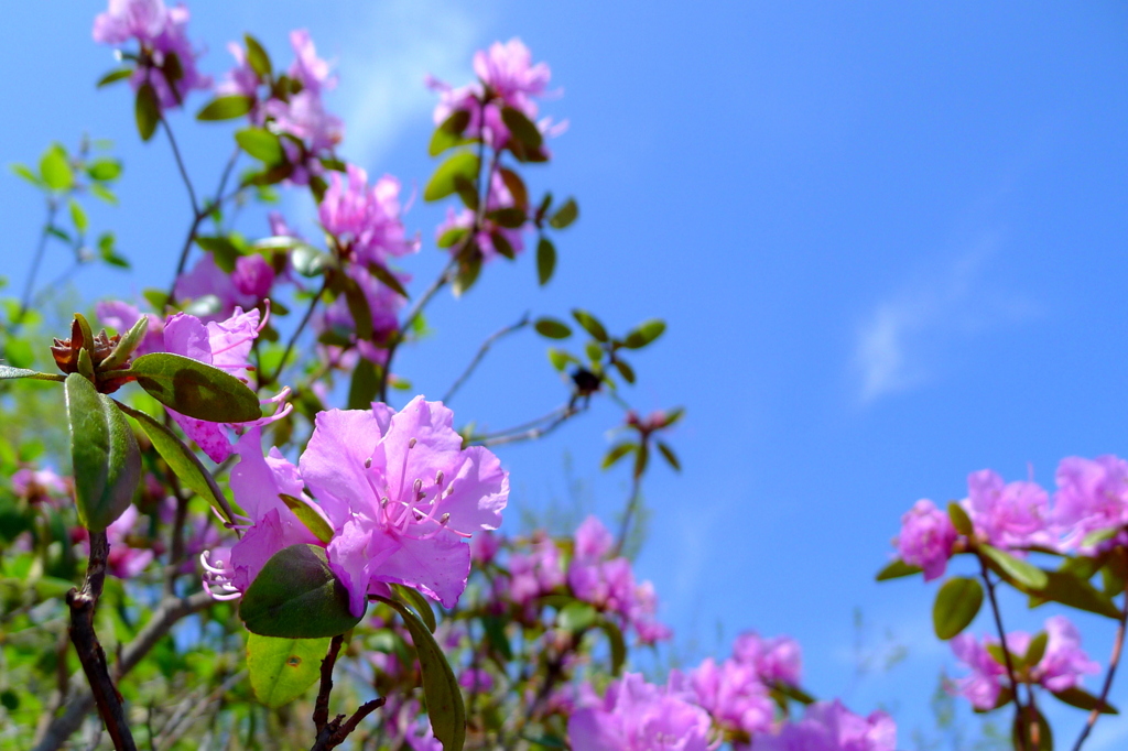 Flower8 函館山にもようやく春が。