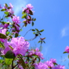 Flower8 函館山にもようやく春が。