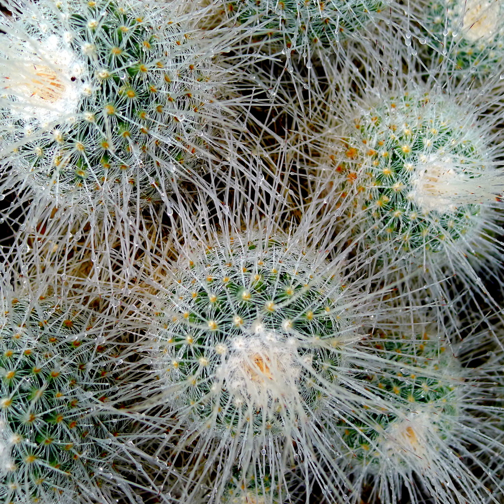 Flower_2