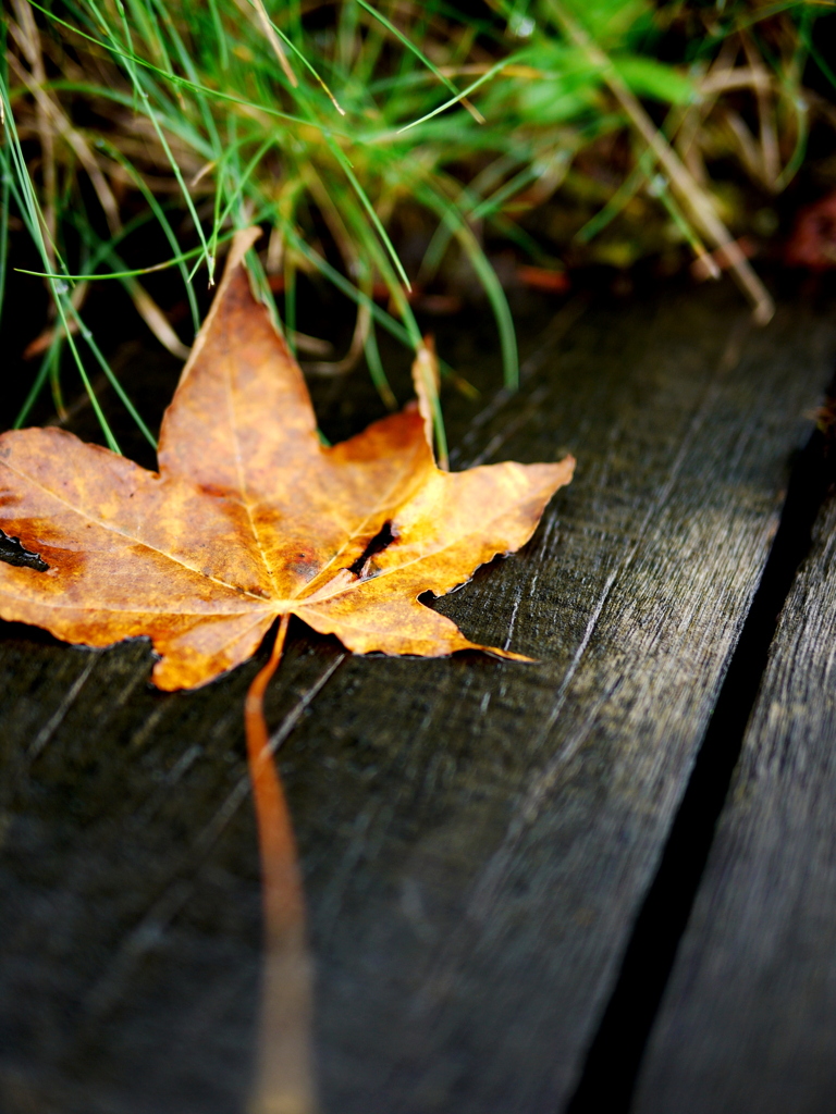 Fallen leaves