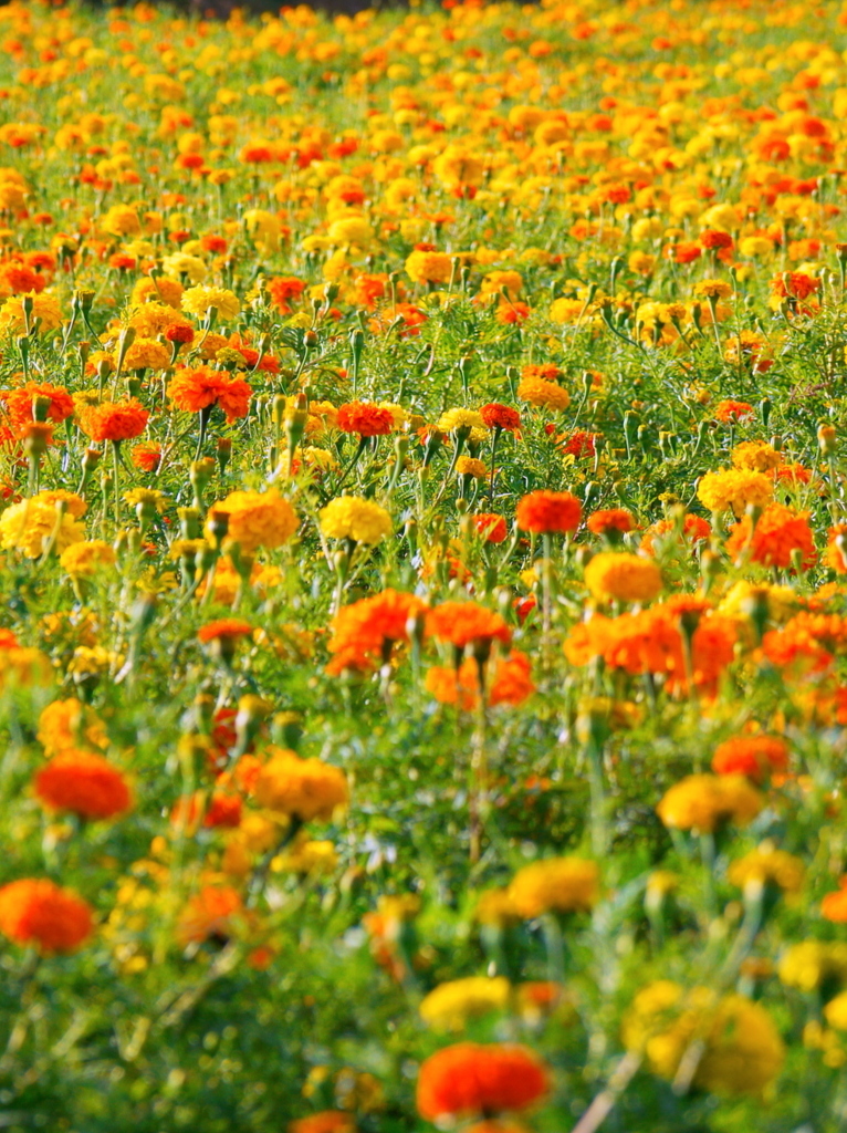 季節はずれの花畑
