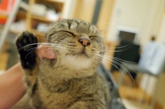うめちゃん