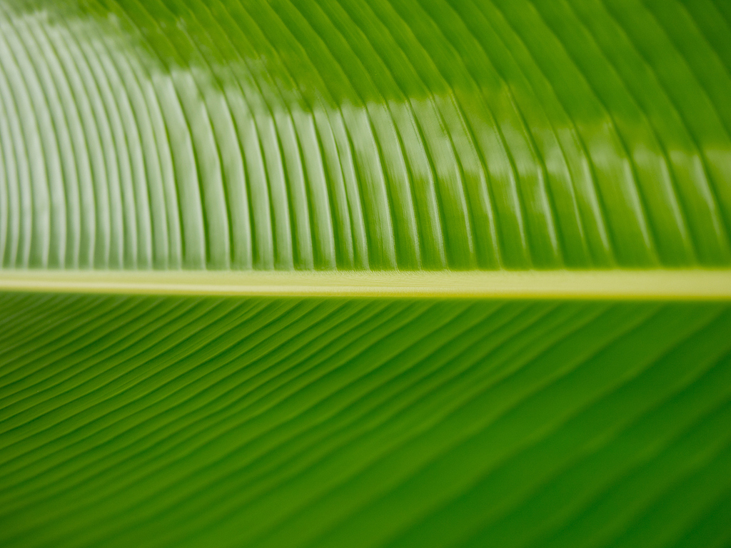Giant Leaves