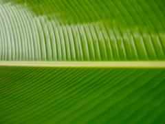 Giant Leaves