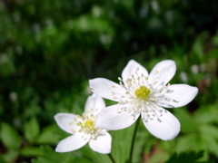 Flower7 函館山にもようやく春が。