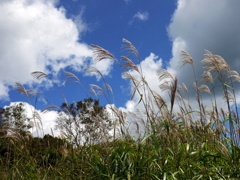 函館　横津岳　