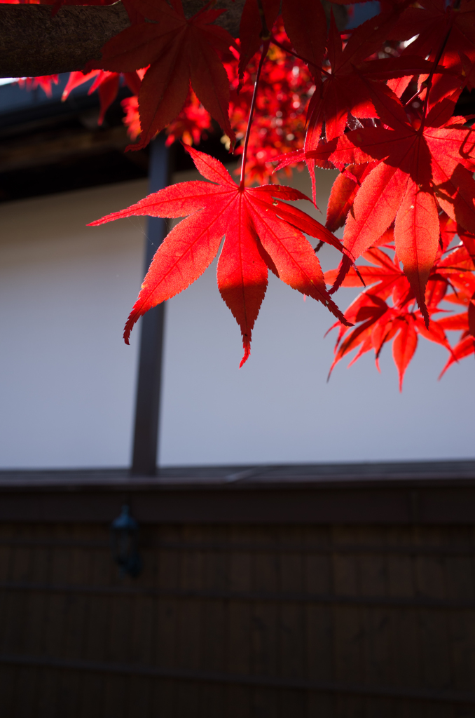 紅く