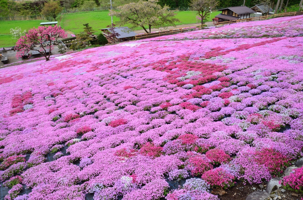 國田家のお花畑