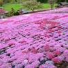 國田家のお花畑