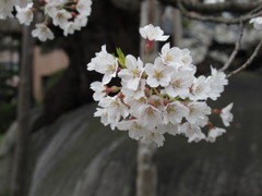 盛岡　石割桜　2011