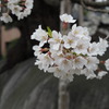 盛岡　石割桜　2011
