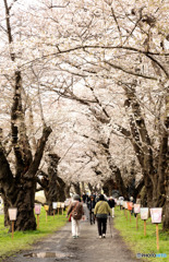 桜回廊を歩む