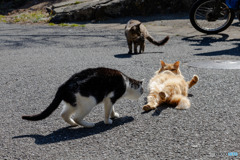 きゃーやめて〜