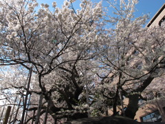 盛岡　石割桜　2011