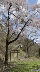 桜と北上線