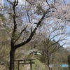 桜と北上線