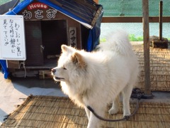 わさお（本物）