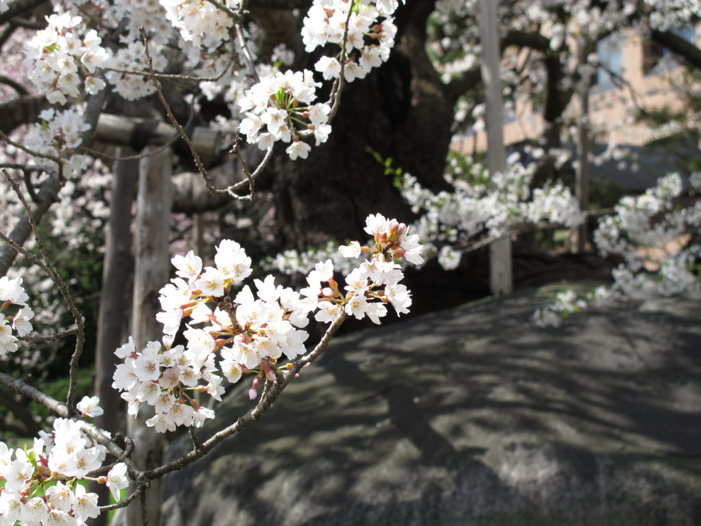 盛岡　石割桜　2011