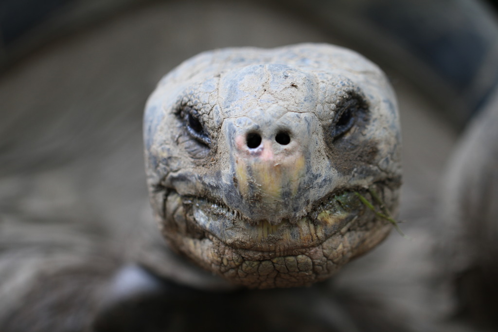 ガラパゴスゾウガメ By きむたく Id 写真共有サイト Photohito