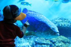 大きな魚っ