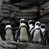 ペンギン戦隊