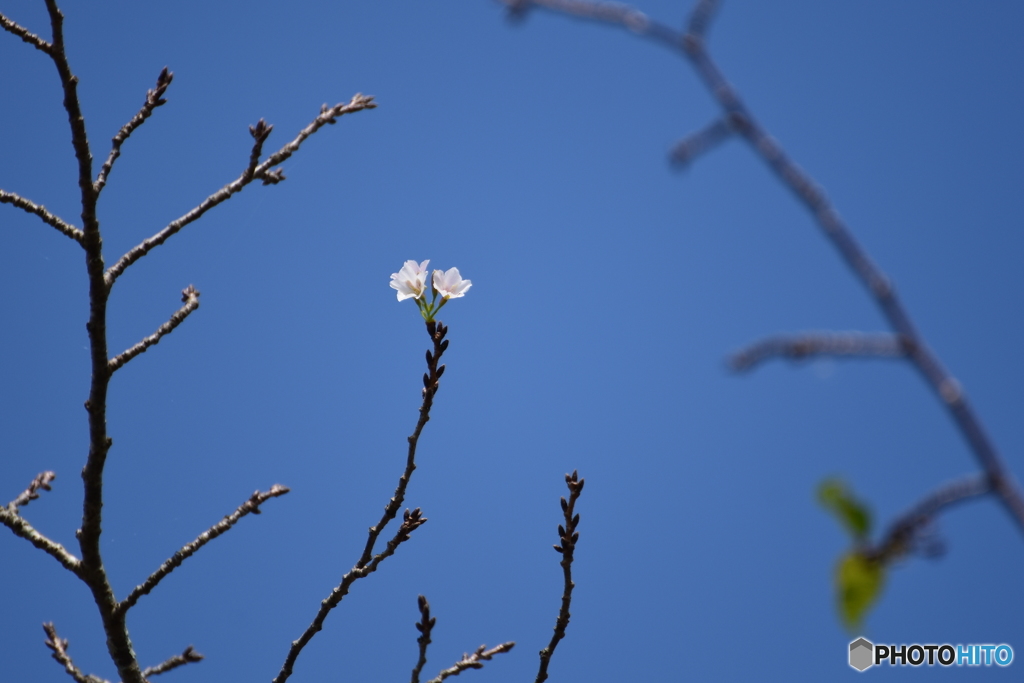 2016-09-30 Ｄ7200 不時開花 