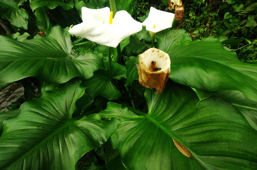 Calla(カラー）