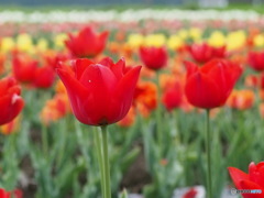 チューリップ開花中　レンズテスト　4