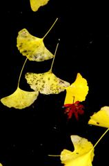 紅一点