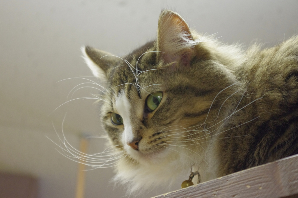 猫見てる