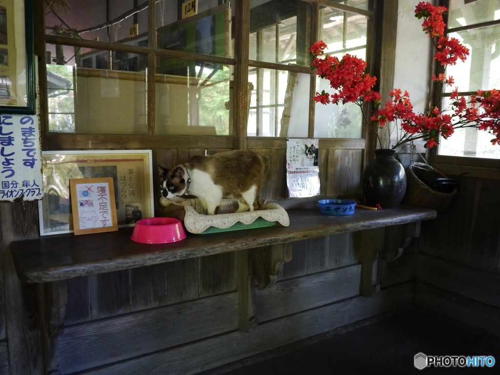 　ニャン太郎　in　嘉例川駅