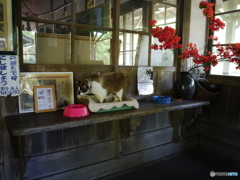 　ニャン太郎　in　嘉例川駅