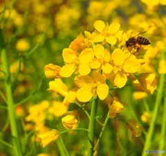 もう春ですよ。