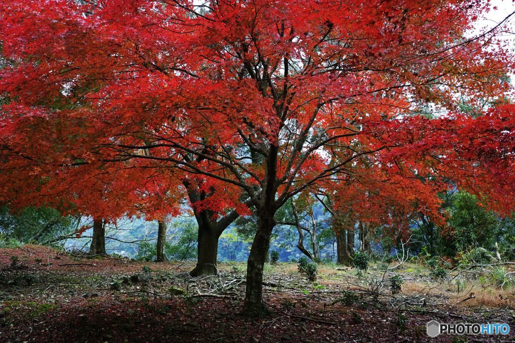 紅葉 ＃3