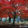 紅葉 ＃3