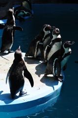 フンボルトペンギン　＃1