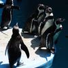 フンボルトペンギン　＃1