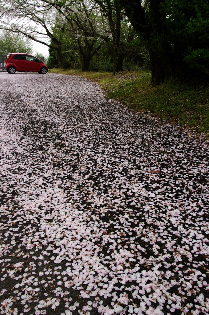 桜の花絨毯