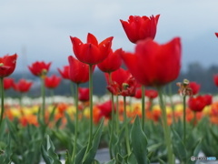 チューリップ開花中　レンズテスト　２